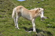 Haflingerfohlen