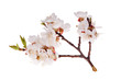 small isolated sakura branch small isolated sakura branch