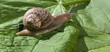 escargot avançant sur une feuille