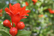 Pomegranate flower