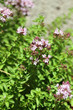 Oregano with flowers