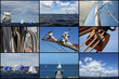Segelcollage 1
