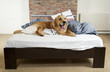 Golden retriever demolishes pilliow Golden retriever demolishes pilliow