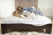 Golden retriever demolishes pilliow Golden retriever demolishes pilliow