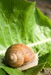 snail