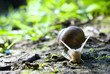 snail