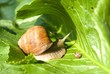 snail