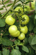 green tomatoes on the branch