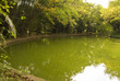 Lake in the middle of the garden