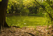Lake in the middle of the garden