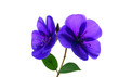 blume