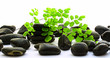 Wellness/Beauty