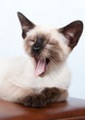 lying, yawning resting siamese kitten