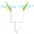 libellula tris