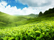 Tea plantation Cameron highlands, Malaysia
