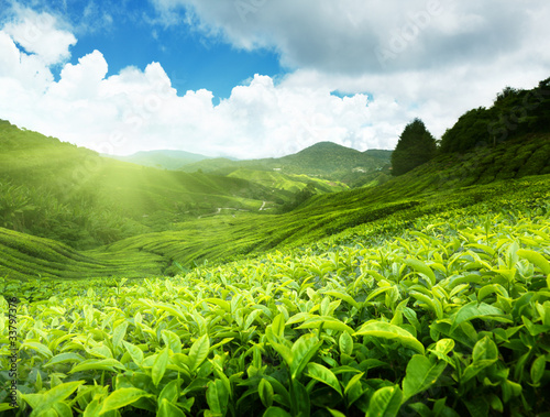 Foto: Tea plantation Cameron highlands, Malaysia Tea plantation Cameron highlands, Malaysia