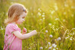Adorable preschooler girl in a meadow at summer or autumn