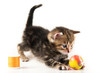Cute kitten plays with a ball and sewing bobbin