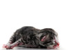 Newborn kitten on white background