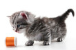 Kitten plays with sewing bobbin