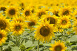 Sunflower field