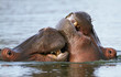 Hippo's inter-acting
