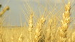 harvesting machine Article biscuits