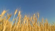 harvesting wheat field blue sky
