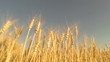 harvesting wheat field