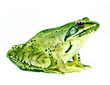 frog frog