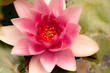 Makro Seerose
