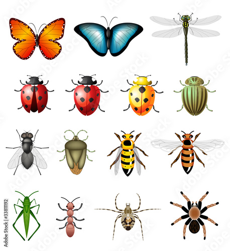 Vector: Updated version of vector insects - bugs and invertebrates Updated version of vector insects - bugs and invertebrates
