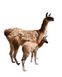 Lamas, Mutter Kind