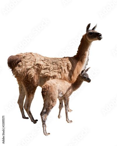 Foto: Lamas, Mutter Kind Lamas, Mutter Kind