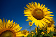 I Girasoli