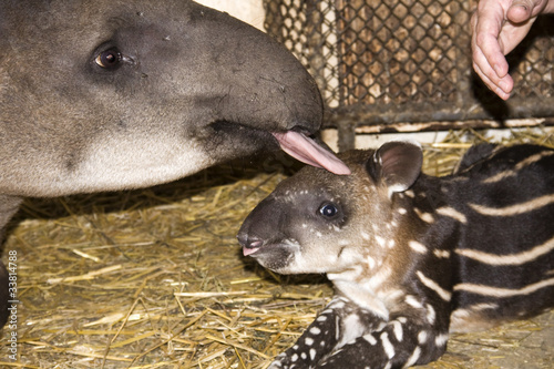 Foto: Baby lowland tapir (Tapirus terrestris) and his mom Baby lowland tapir (Tapirus terrestris) and his mom