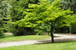 Foto: Japanese maple tree in a park Japanese maple tree in a park