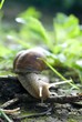 snail