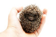 Foto: Hedgehog in hand Hedgehog in hand
