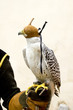 falconry falcon rapacious bird in glove hand