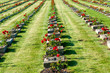 National Cemetery in Terezin National Cemetery in Terezin