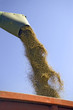 Wheat grains