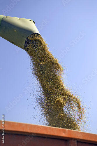 Photo: Wheat grains Wheat grains