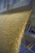 Dumping of wheat grains