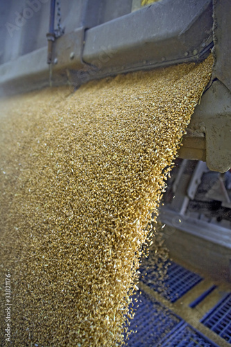 Photo: Dumping of wheat grains Dumping of wheat grains