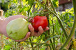 pomodori acerbi e maturi