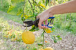cogliere un limone