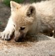 wolf