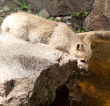 wolf