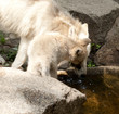 wolf